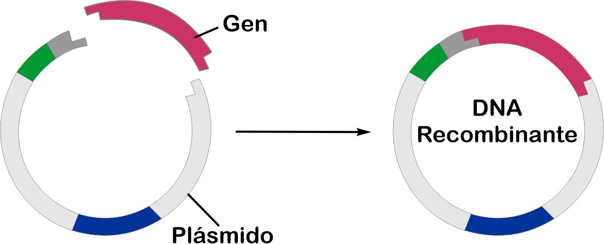 Anticuerpos monoclonales - Parte 8 Recombinant antibodies