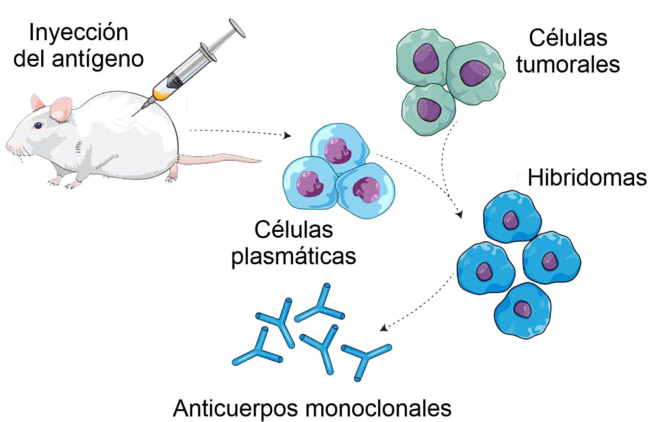 Hybridoms esquem - Parte 3 Hybridoma scheme