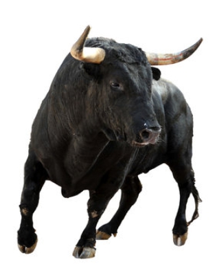 2024. 08. 14. Bull Bull