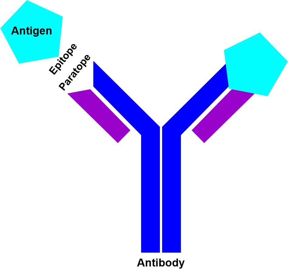 Antibody Antibody