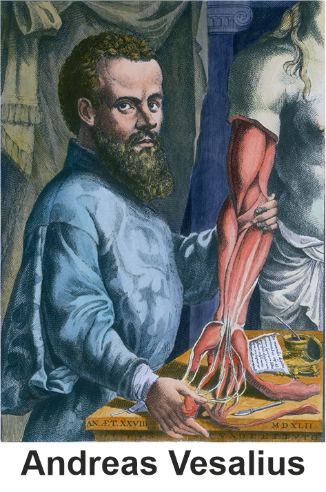 Experto - Vesalius Andreas Vesalius