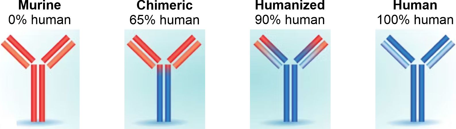 Four ways Monoclonal antibodies types