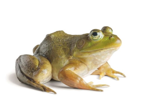 Frog Frog