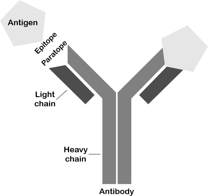 Monoclonal parts - Parte 8 Monoclonal parts