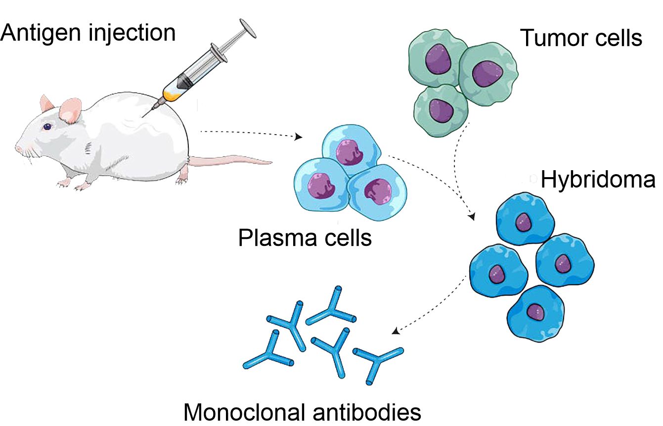 Part 3 Monoclonal production