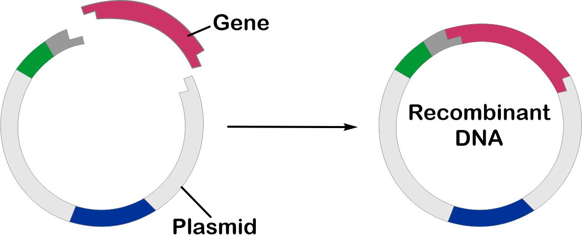 Part 8 recombinant technology