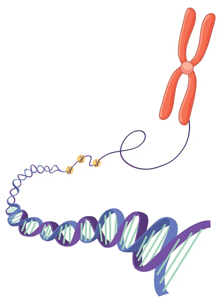 cromosoma-estructura-adn_1308-128614 chromosome structure