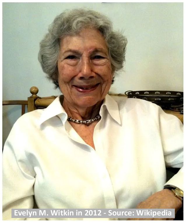 54 x English Evelin genetist